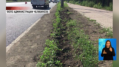 Пропавшие кусты кизильника найдены