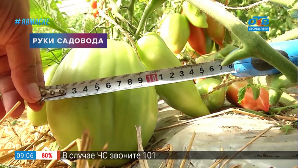 Руки садовода — урожай на зависть!