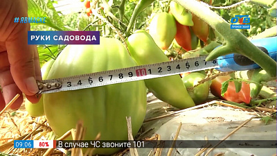 Руки садовода — урожай на зависть!