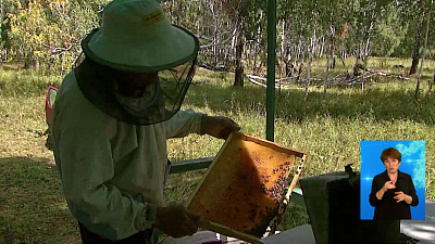 В регионе неурожай мёда