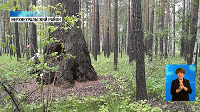 Дерево в Карагайском бору проверили эксперты