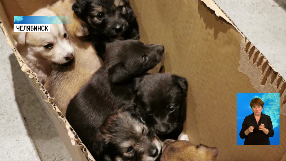 В ветеринарную клинику подбросили щенков