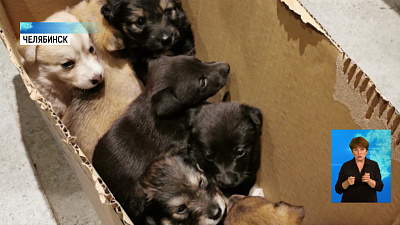 В ветеринарную клинику подбросили щенков