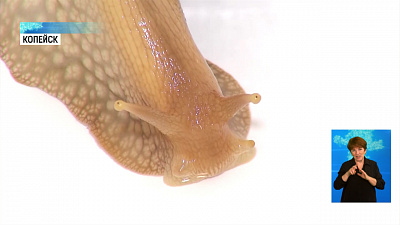 Копейчанка разводит гигантских ахатинов