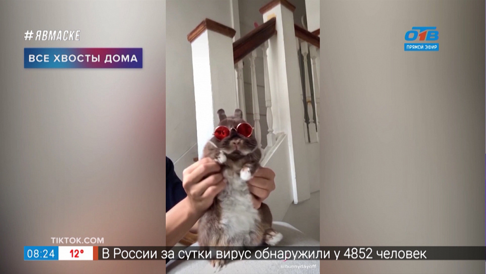 Все хвосты дома — танцующий кролик