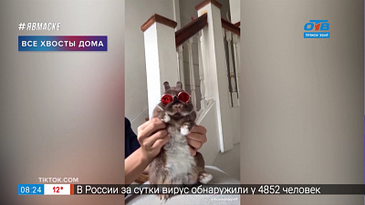 Все хвосты дома — танцующий кролик