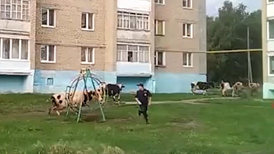 В Верхнем Уфалее полицейским пришлось поиграть в догонялки с коровами