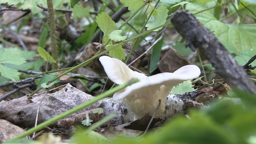 Тихая охота может оказаться смертельно опасной