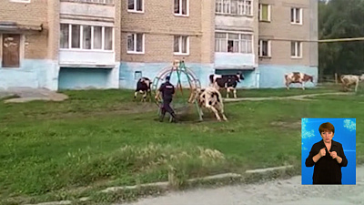 Корова напали на пенсионерку и полицейского