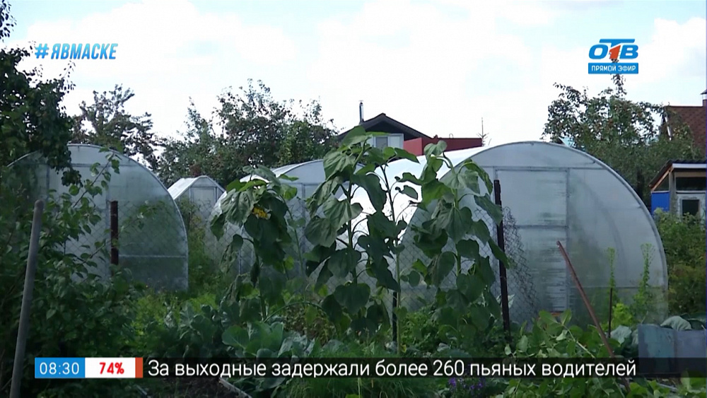 Сюжет «Умная теплица»