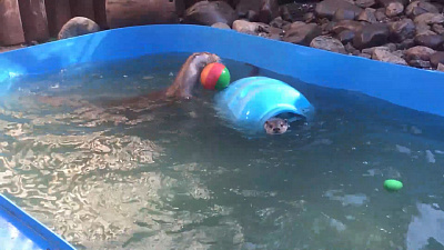 Выдра выполняет упражнения с мячом: видео из Челябинского зоопарка