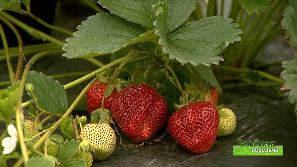 Зеленая передача 27.08.2020