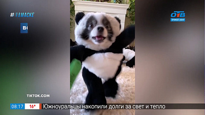 Все хвосты дома — мастер маскировки