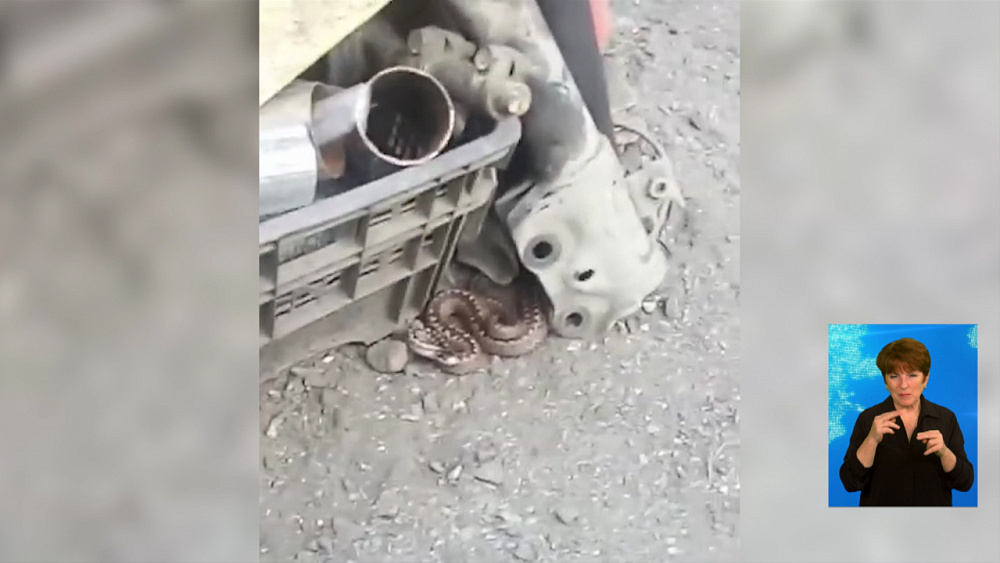 На садовый участок заползла змея