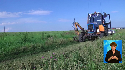 Полицейские уничтожили поле конопли