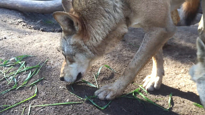 Травоядные волки попали на видео