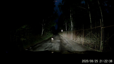 Вблизи Миасса заметили лис