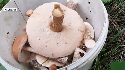 Четверо чебаркульцев отравились грибами