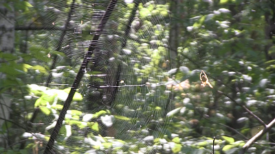 Тихая охота может оказаться смертельно опасной