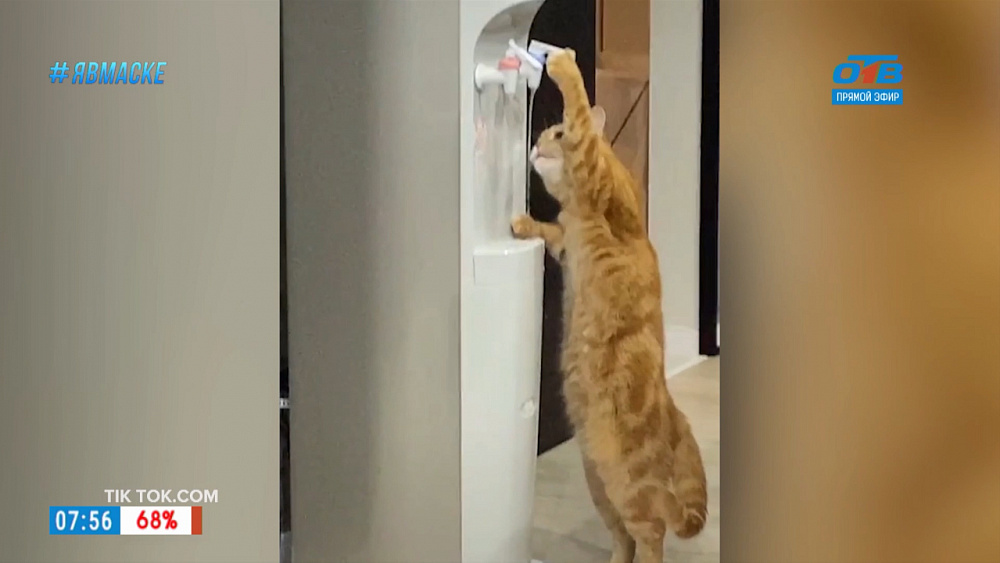 Все хвосты дома — пьющий кот