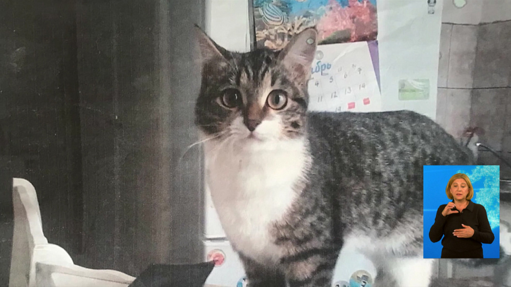 В Челябинске из окна выбросили кошку