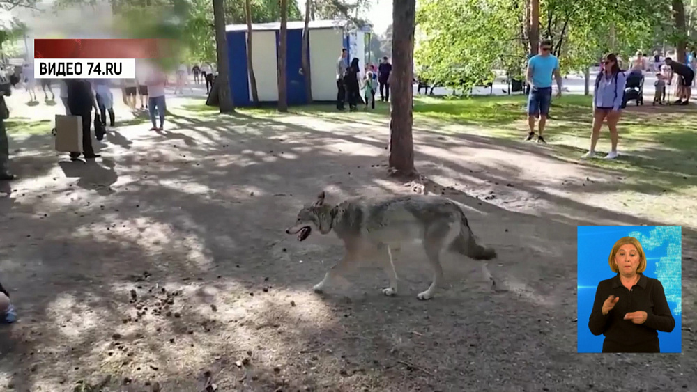 Зверинец проверит следственный комитет