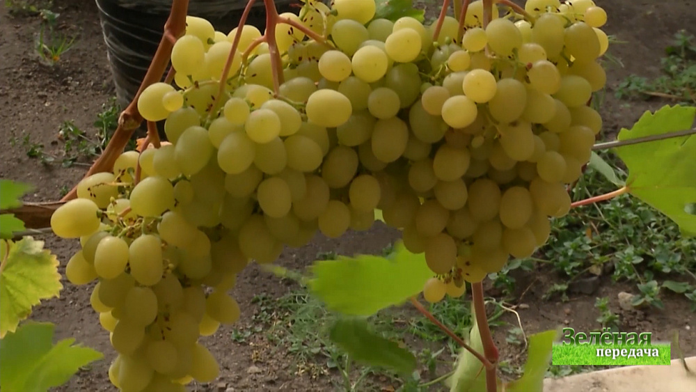 Зеленая передача 03.09.2020