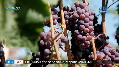 Руки садовода — как помочь винограду созреть