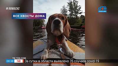 Все хвосты дома — собаки-сёрферы