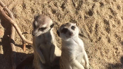 Сурикаты охраняют свой дом от кота: видео Челябинского зоопарка