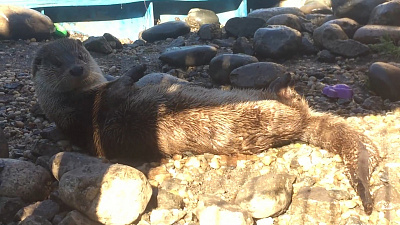 Бодрый понедельник выдры Вани попал на видео