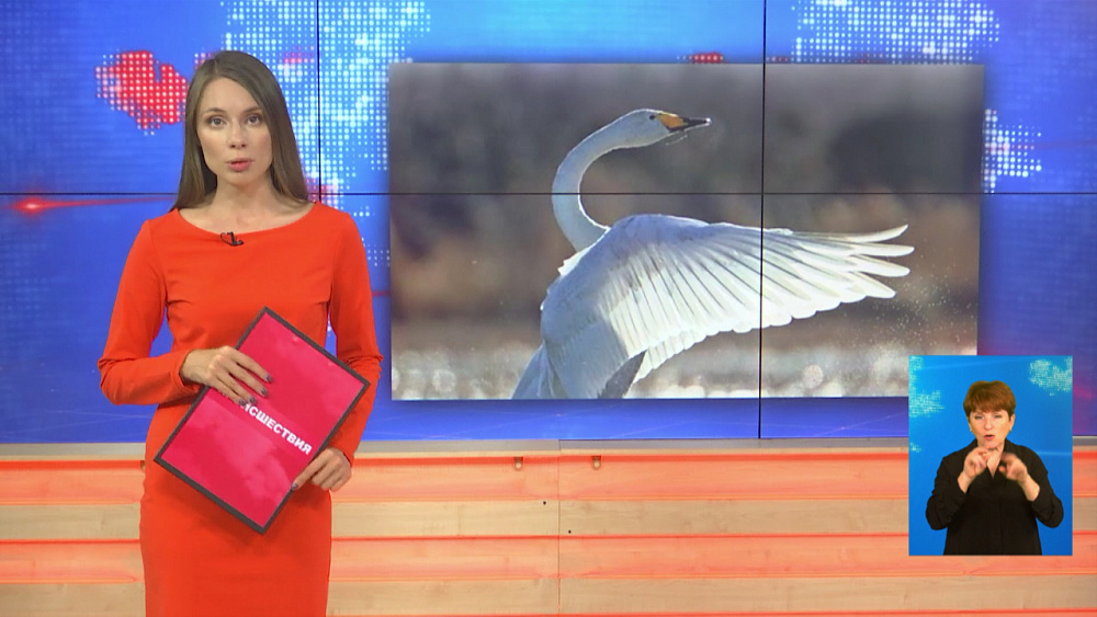 В Варненском районе застрелили краснокнижного лебедя