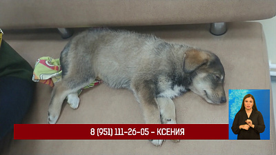 В офис подкинули щенка