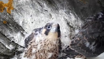 Семейство сапсанов удалось снять на видео в Национальном парке «Таганай»