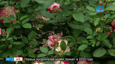 Руки садовода — что сделать с берёзой в саду