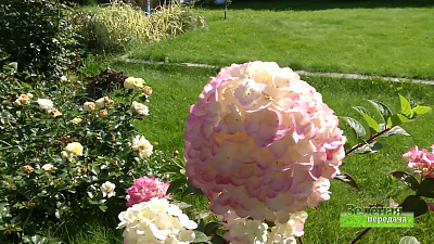 Зеленая передача 10.09.2020