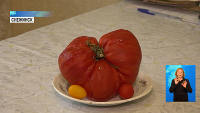 Жительница Снежинска вырастила помидор-гигант
