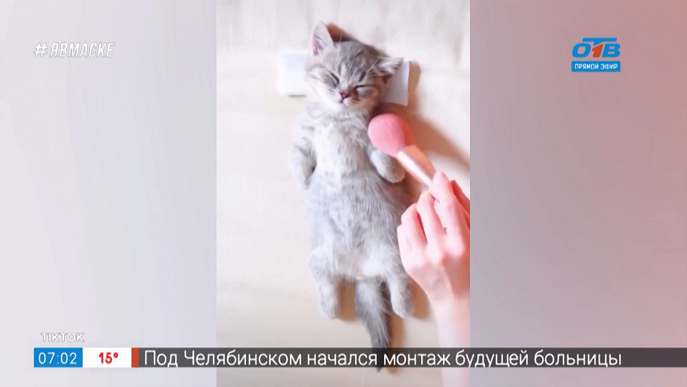 Все хвосты дома — Кошачий спа-салон