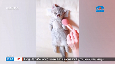 Все хвосты дома — Кошачий спа-салон