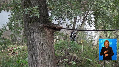 6-летнюю девочку покусала собака