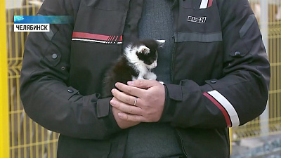 Клиника пристраивает бездомных животных