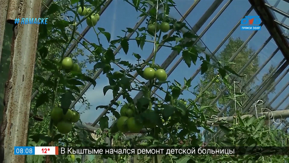 Руки садовода — как вырастить помидоры зимой