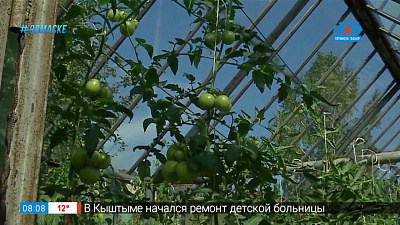 Руки садовода — как вырастить помидоры зимой