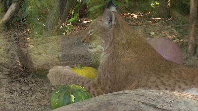 Рысь по кличке Персик атакует тыкву: видео из Челябинского зоопарка