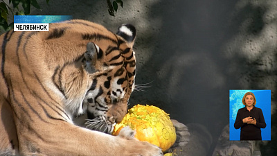 Челябинский зоопарк принимает тыквы