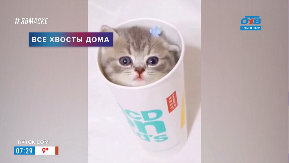 Все хвосты дома — кот в стакане