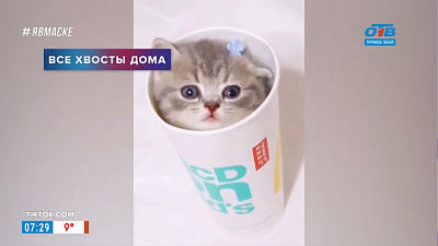 Все хвосты дома — кот в стакане