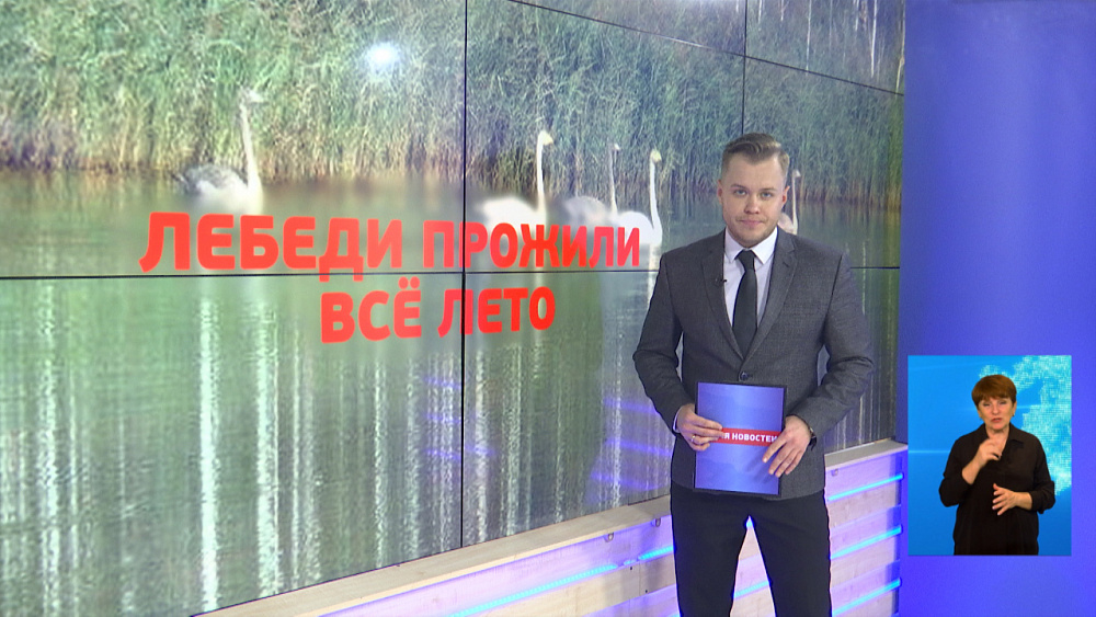 На реке возле Карабаша поселились лебеди