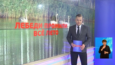 На реке возле Карабаша поселились лебеди