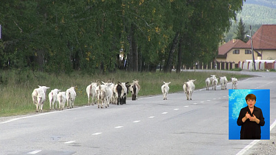 Козы осаждают миасское кладбище